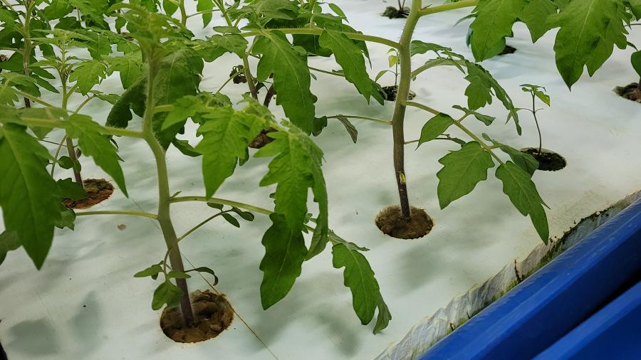 An Nguyen monitored a hydroponics system as part of her experiences with ERIC.