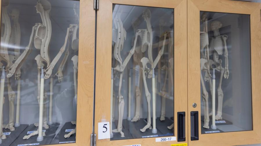 Miniature plastic models of human skeletons in an anatomy lab