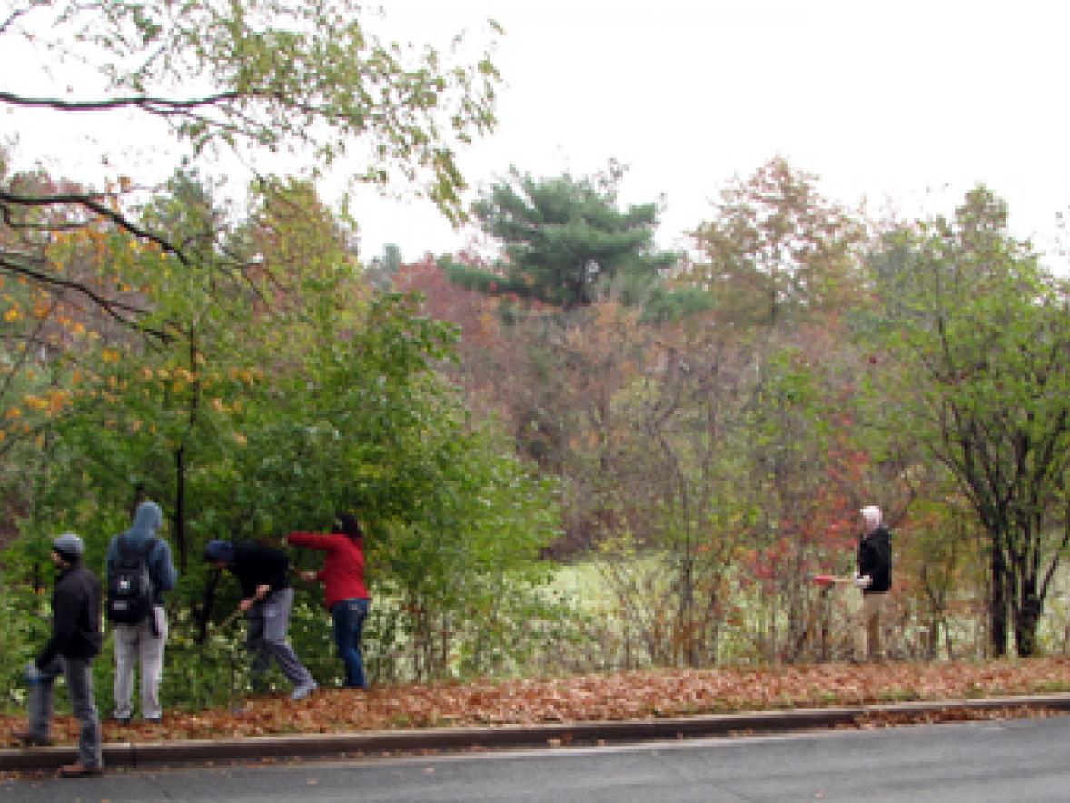 UW-Stout students in biology classes remove invasive species this fall in Menomonie’s Lakeside Park.