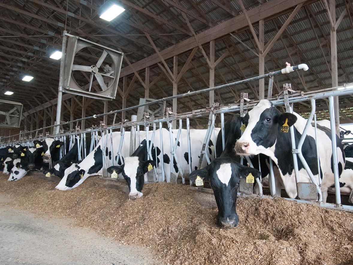 Photo of cows eating in barn.